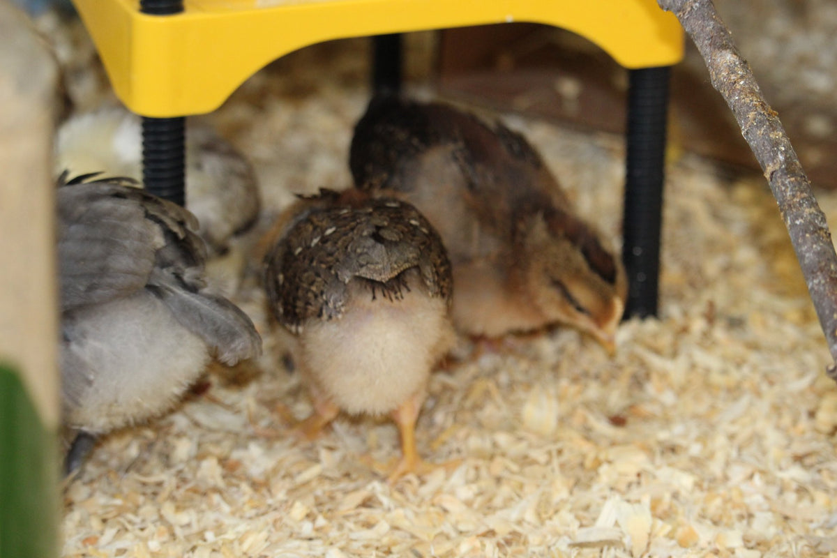 how-long-do-chicks-need-a-heat-source-coop-care