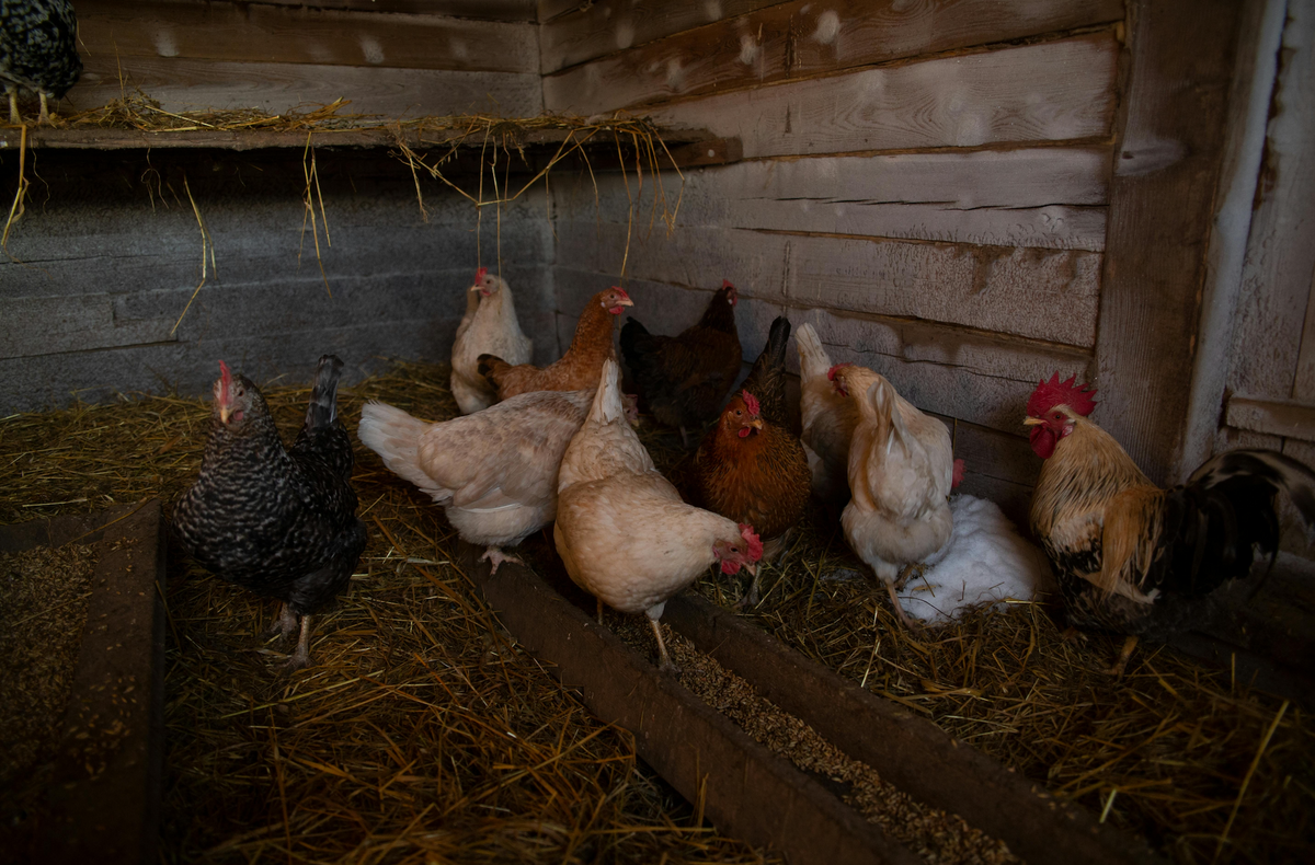 Curated visual reference: Picture Idea: How To Prevent Heat Stress In Chickens