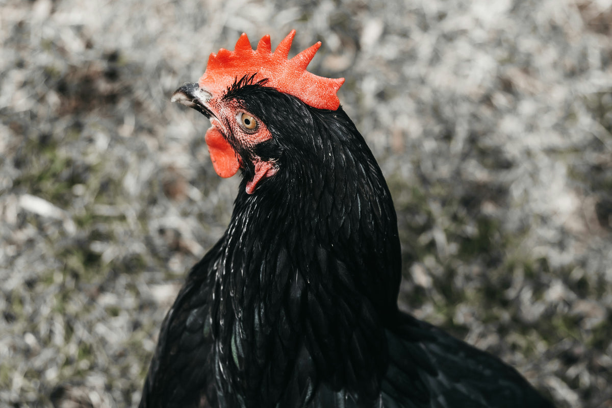 Ensuring Happy Hens 5 MustHave Chicken Supplies for Healthier Poultr