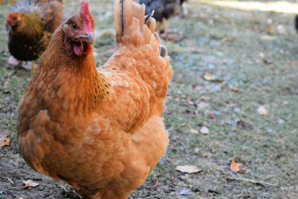 How to Handle Broody Hens During the Summer Months Coop Care
