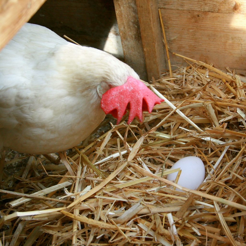 Building Chicken Nesting Boxes – Coop Care