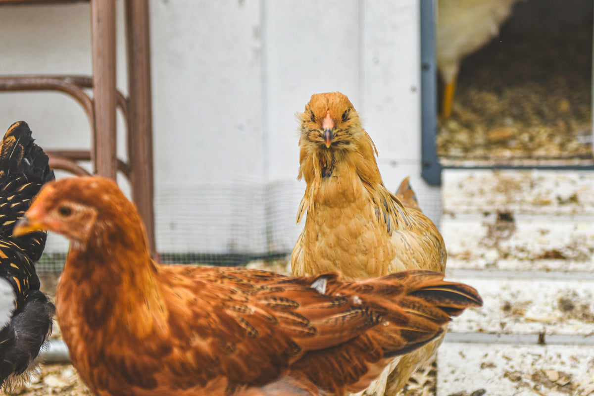 How to Keep Your Chickens Safe During Severe Weather: Tornadoes, Hurri ...