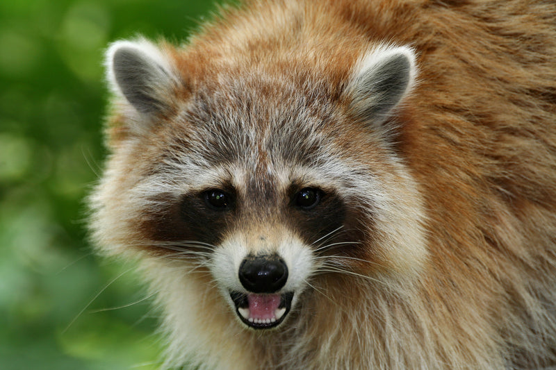 Winter Predators The Menacing 7: Common Winter Predators and Your Flock – Coop Care