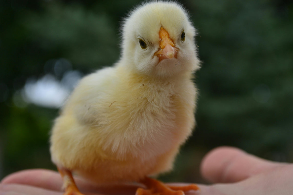 March Means Chicks: Starting Your Backyard Flock the Right Way – Coop Care