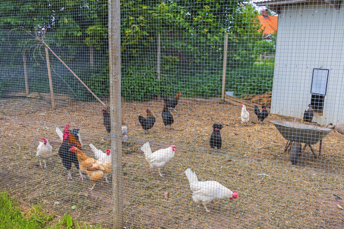 How to Build the Perfect Chicken Run: A Guide for Backyard Chicken Own ...