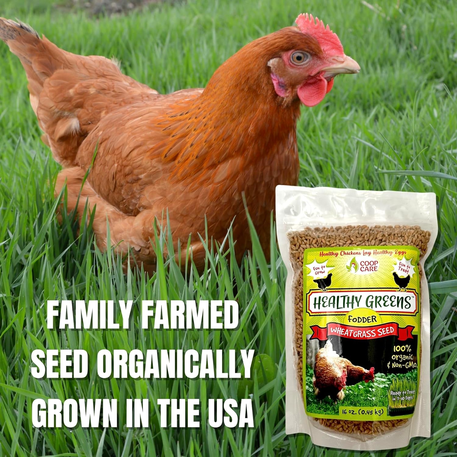 Healthy Greens Wheatgrass Fodder Seed, 1lb Bag. Premium Wheatgrass Seed, Non-GMO for Backyard Chickens, Plant Indoors/Outdoors. Also Ideal for Cats