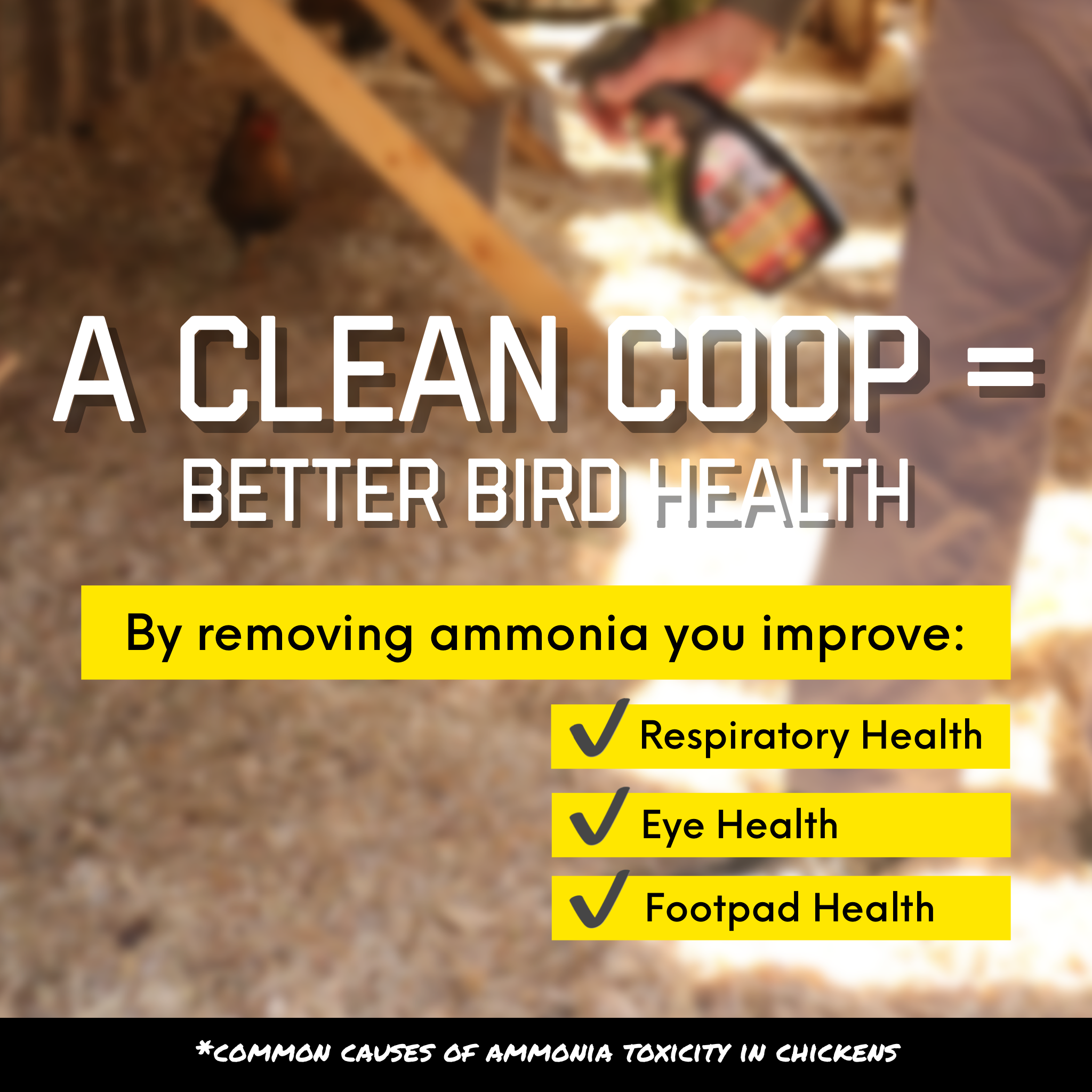 Chick Fresh Concentrate 50% off! Eliminate Chicken Coop Odor & Ammonia 2 Concentrates w/ FREE Sprayer. Fill 2 Gallons!