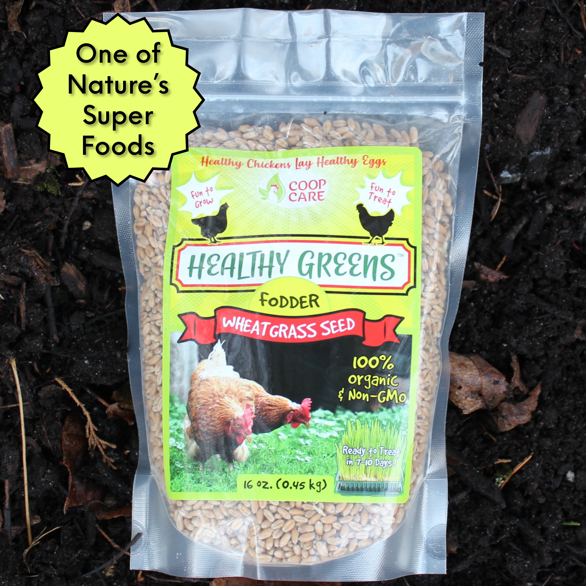 Healthy Greens Wheatgrass Fodder Seed, 1lb Bag. Premium Wheatgrass Seed, Non-GMO for Backyard Chickens, Plant Indoors/Outdoors. Also Ideal for Cats
