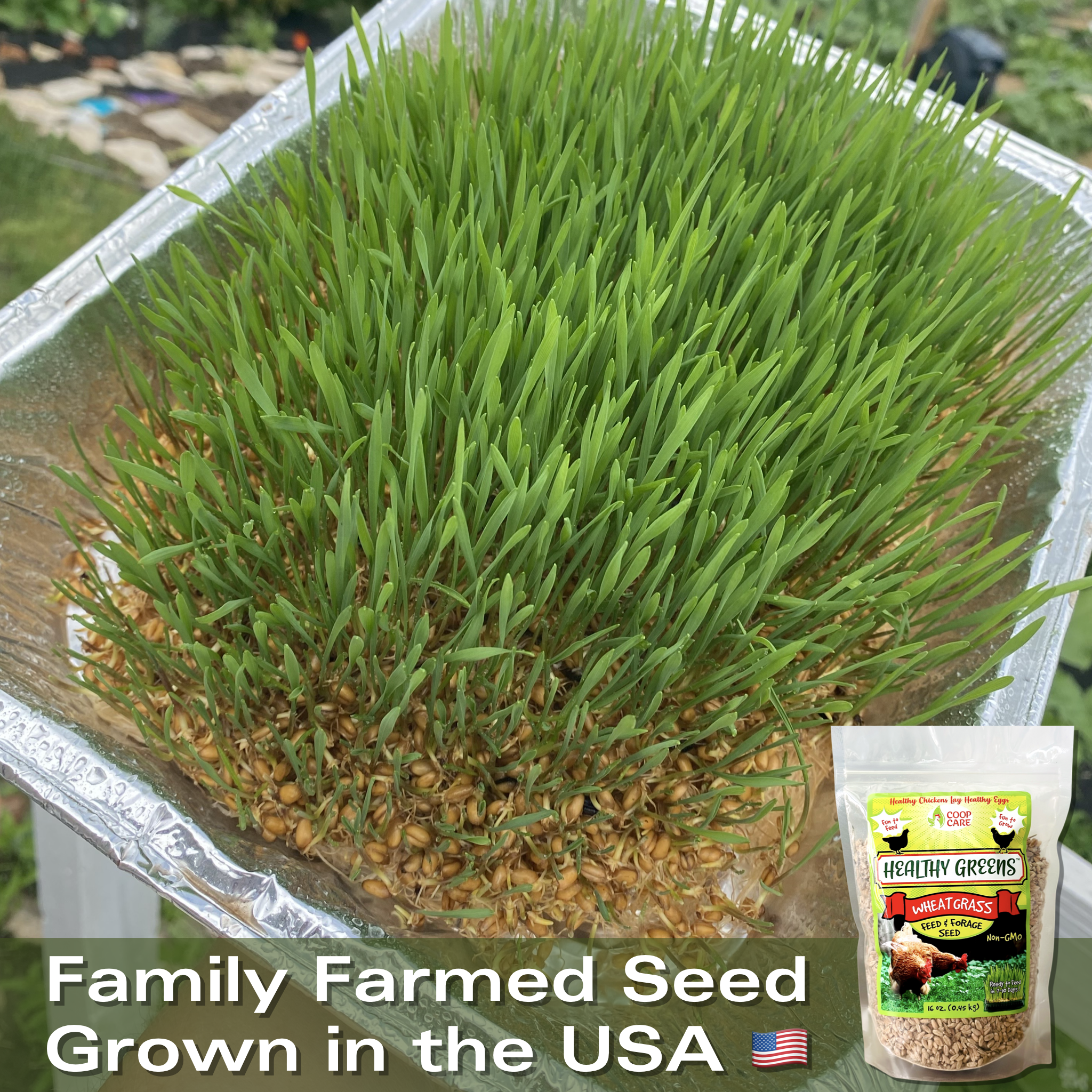 best grass seed to plant for chickens Healthy Greens Wheatgrass Scratch Feed & Fodder Seed, 1lb Bag. Premium – Coop Care